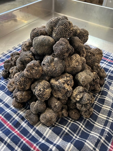 truffe Fraiche LR TARTUFI